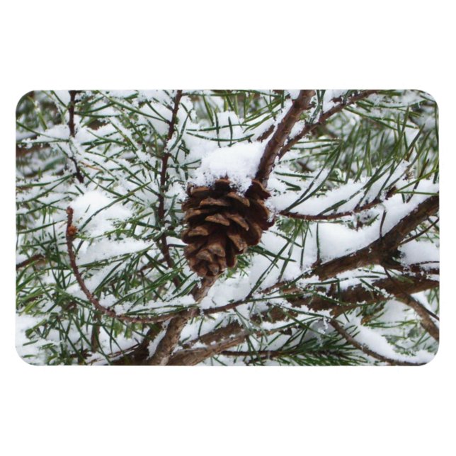 Snowy Pine Cone II Winter Nature Photography Magnet (Horizontal)