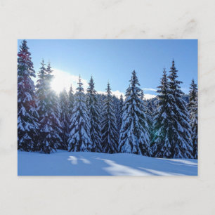 Snowy Pine Forest Landscape Scenic Nature Travel  Holiday Postcard