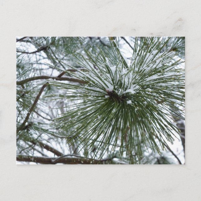 Snowy Pine Needles Winter Nature Photography Postcard (Front)