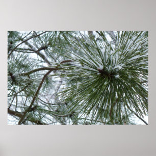 Snowy Pine Needles Winter Nature Photography Poster