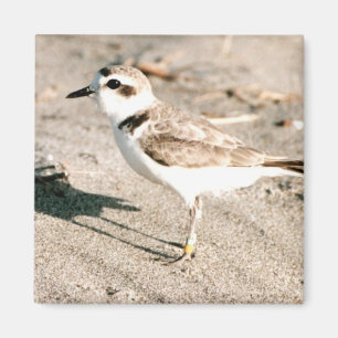 Snowy plover magnet