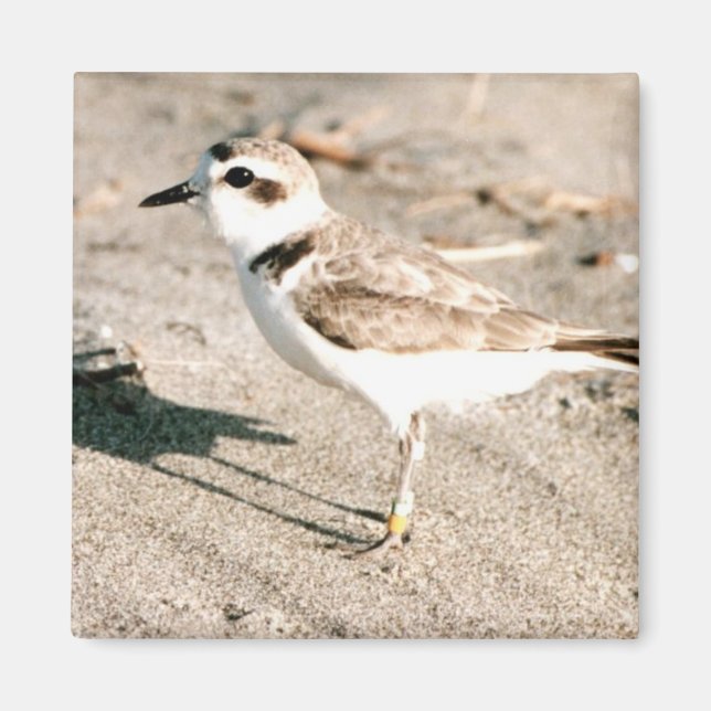 Snowy plover magnet (Front)