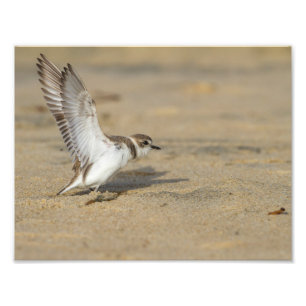 Snowy Plover Stretch Photo Print