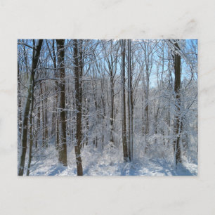 Snowy Poplar Forest I  Postcard