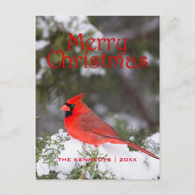 Snowy Red Cardinal and Juniper Tree Holiday Postcard (Front)