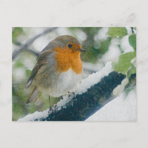 Snowy Robin Postcard
