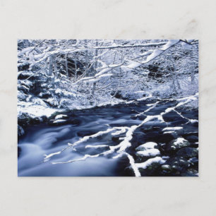 Snowy Stream - Postcard