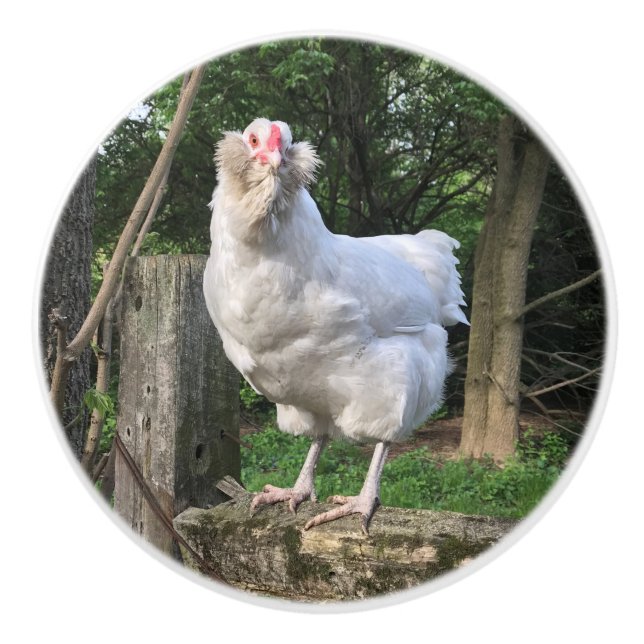 Snowy the Ameraucana hen- left kitchen knob pull (Front)
