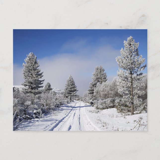 Snowy Track and Pine Trees, Cambrians, near St Postcard (Front)