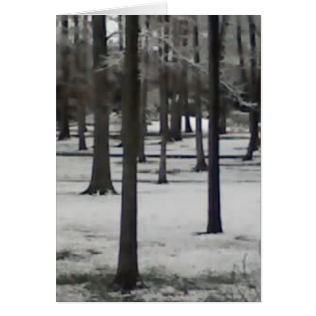 Snowy Trees (Front)