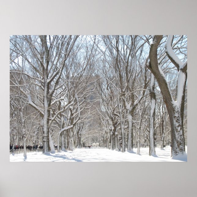 Snowy trees in Central Park Poster (Front)