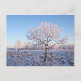 Snowy trees postcard
