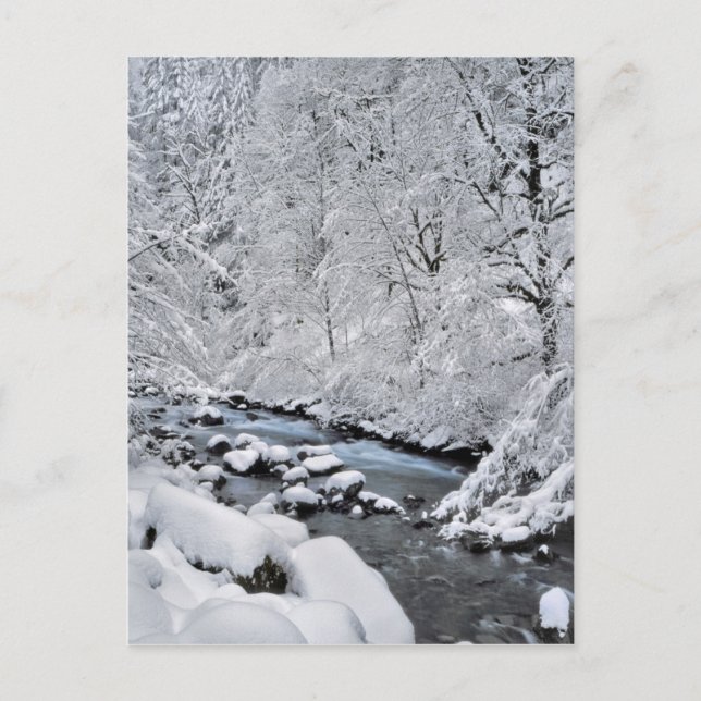 Snowy white creek scenic, Oregon Postcard (Front)