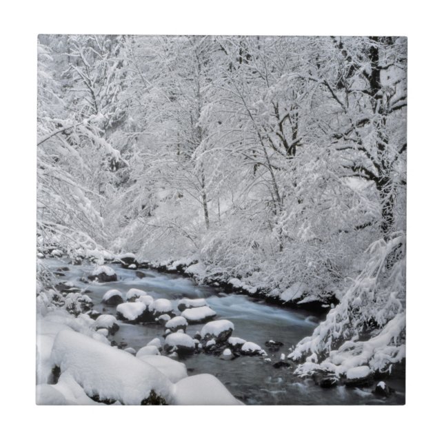 Snowy white creek scenic, Oregon Tile (Front)