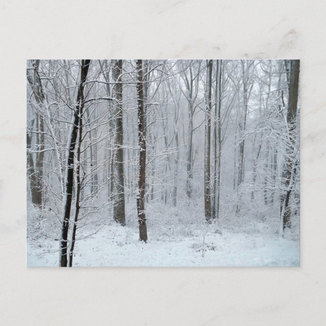 Snowy White Poplar Forest Postcard (Front)