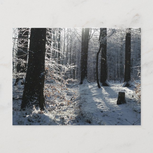 Snowy Winter Forest Trail Postcard (Front)
