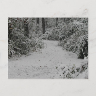 Snowy Woods Postcard