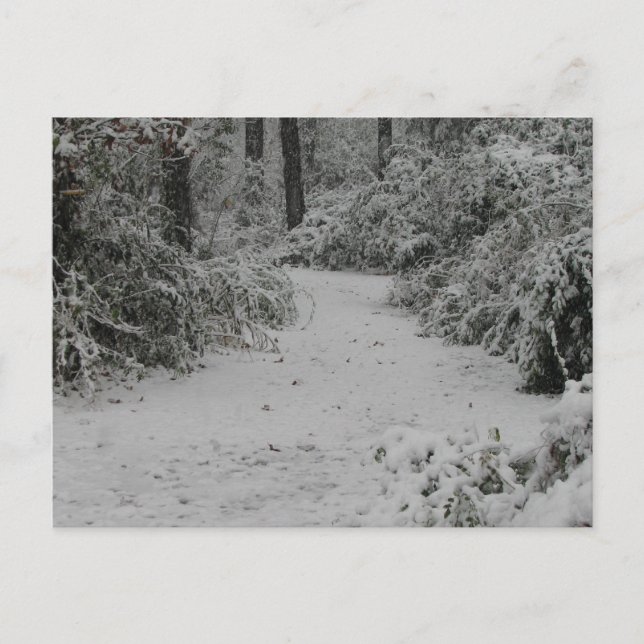 Snowy Woods Postcard (Front)