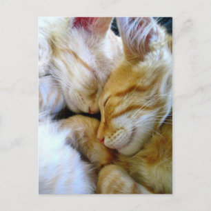 Snuggle Kittens Postcard
