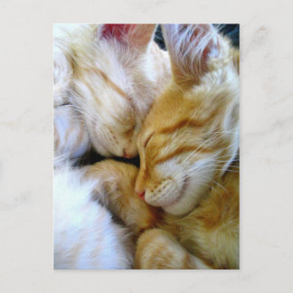 Snuggle Kittens Postcard