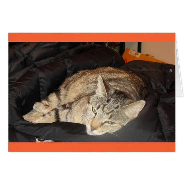 Snuggle Time For Indigo (Front Horizontal)