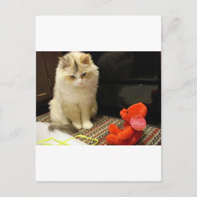 Snuggler meows "Happy Valentines Day!" Holiday Postcard (Front)