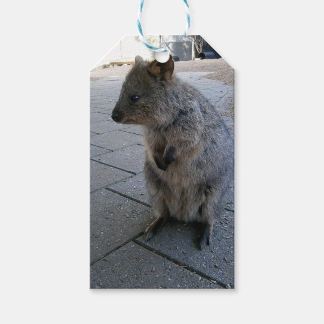 "Snuggles in Australia: A Cuddly Gray Quokka" Gift Tags (Front)