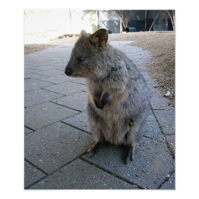 "Snuggles in Australia: A Cuddly Gray Quokka" Photo Print (Front)