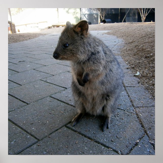 "Snuggles in Australia: A Cuddly Gray Quokka" Poster (Front)