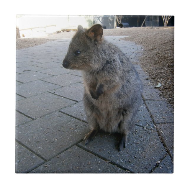 "Snuggles in Australia: A Cuddly Gray Quokka" Tile (Front)