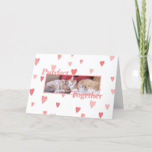 Snuggling cats Valentine's Day card