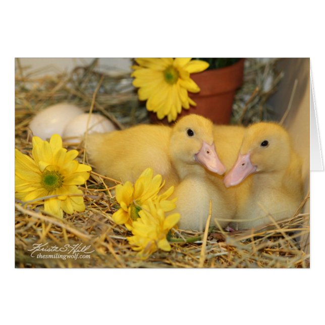 Snuggling Ducklings (Front Horizontal)