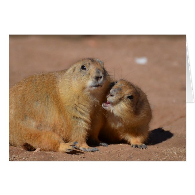 Snuggling Prairie Dogs (Front Horizontal)