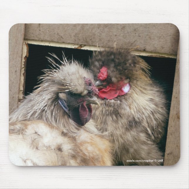 Snuggling Silkie Chickens Hens - Poultry Mousepad (Front)