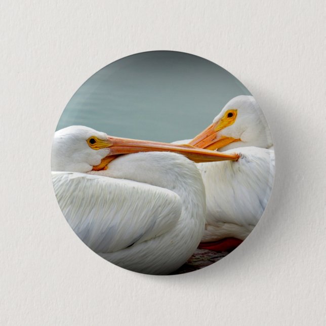 Snuggly Pelicans 2 Inch Round Button (Front)