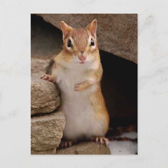 So Cute Curious Chipmunk Postcard (Front)
