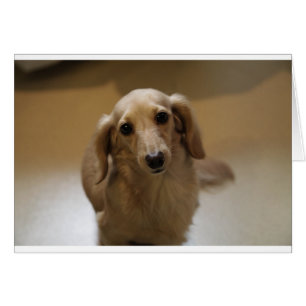 So Cute Dachschund Puppy