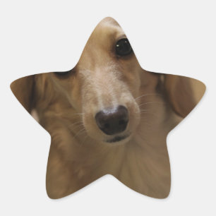 So Cute Dachschund Puppy Star Sticker