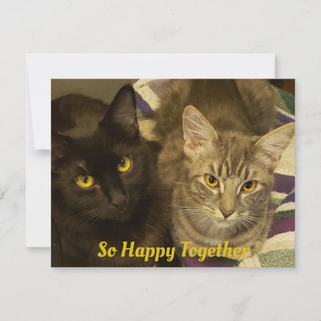 So Happy Together Purrfect Valentines Two Cats  Card (Front)