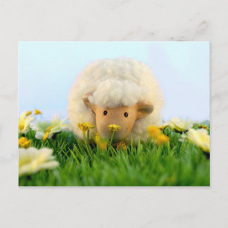 So sheepish! postcard