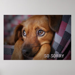 So Sorry Poster
