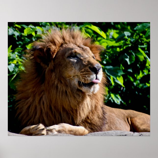So there! Lion sticking his tongue out Poster (Front)