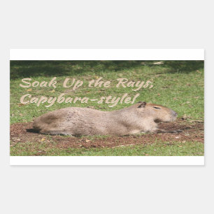 Soak Up the Rays, Capybara-style! Sticker