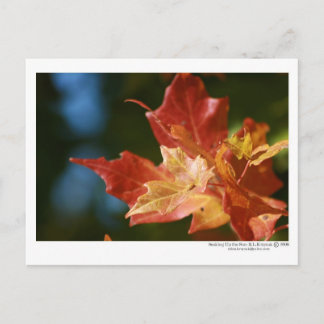 Soaking Up the Sun Postcard