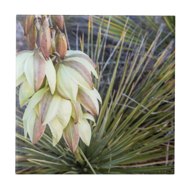 Soaptree Yucca Flowers In The Upper Missouri Tile (Front)