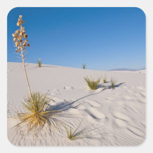 Soaptree Yucca, long Shadow, Transverse Dunes Square Sticker