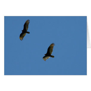 Soar