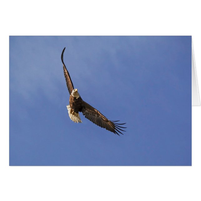 Soaring Bald Eagle (Front Horizontal)