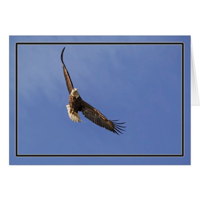 Soaring Bald Eagle (Front Horizontal)