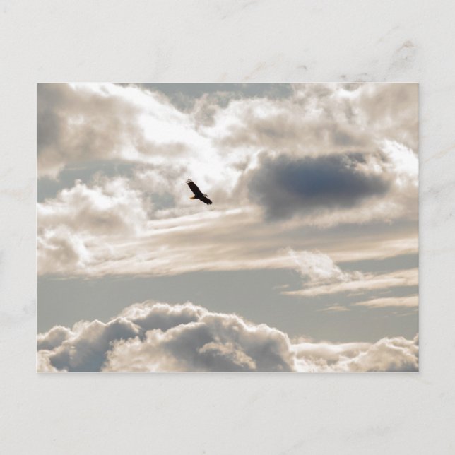Soaring Bald Eagle Postcard (Front)